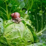 Créer un élevage d'escargots 