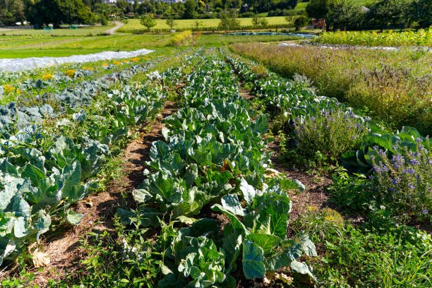 L'AGRICULTURE REGENERATIVE : UNE APPROCHE DURABLE POUR L'AVENIR 4 Impact économique de l'agriculture régénérative