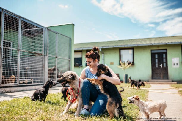 GUIDE POUR ADOPTER UN ANIMAL DE COMPAGNIE 6 Le processus d'adoption