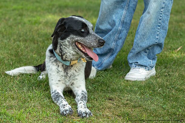 GUIDE POUR ADOPTER UN ANIMAL DE COMPAGNIE 9 L'importance de l'adoption responsable