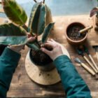 COMMENT ENTRETENIR SES PLANTES D’INTERIEUR EN HIVER : 8 CONSEILS ESSENTIELS POUR LES GARDER EN BONNE SANTE