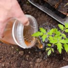COMMENT FAIRE POSSER DES TOMATES BIO DANS SON JARDIN