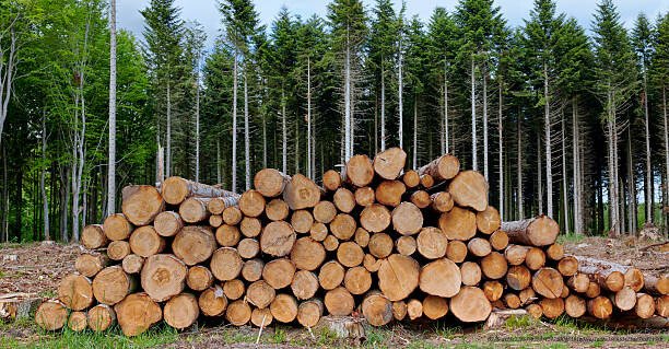 déforestation