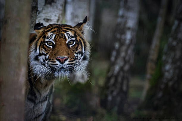 ANIMAUX EN VOIE D’EXTINCTION : LES ESPÈCES QUE NOS ENFANTS NE VERRONT PLUS 🔥