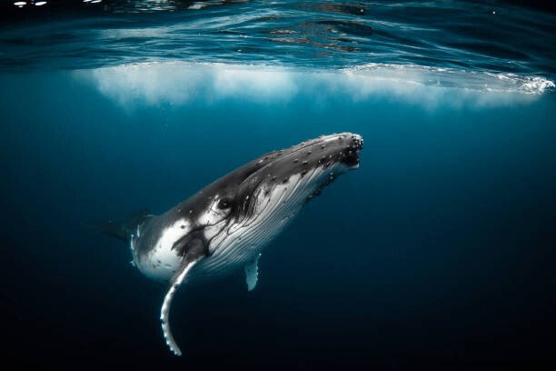 LES MYSTÈRES DE L'OCÉAN PROFOND QUE LA SCIENCE N'A PAS ENCORE RÉSOLUS 6 intrinsèquement liés à notre existence.
