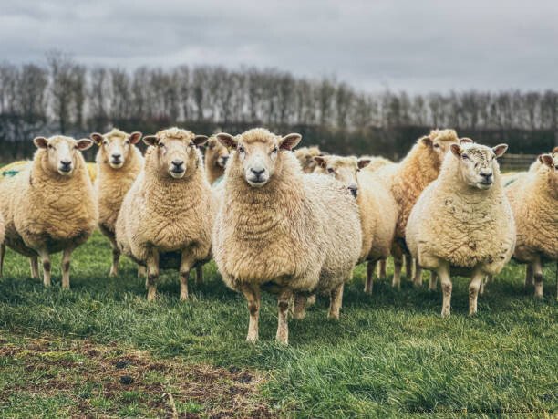 L'EFFET MOUTON : POURQUOI NOUS SUIVONS LA MAJORITÉ MÊME QUAND ELLE A TORT 6 Flock of curious sheep
