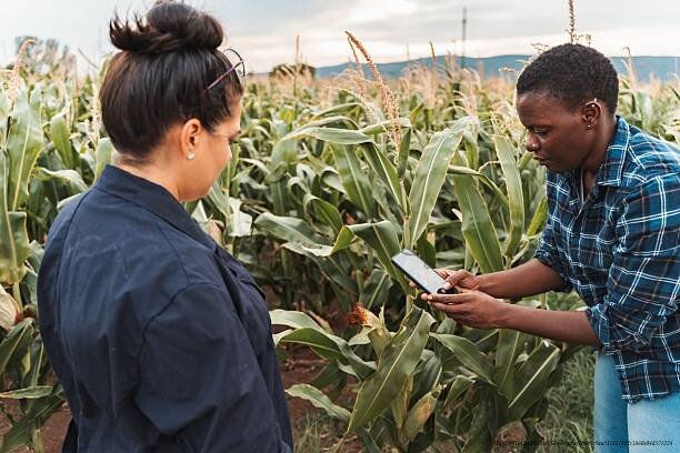 COMMENT L'IA AIDE LES AGRICULTEURS AFRICAINS À MULTIPLIER LEURS RÉCOLTES PAR TROIS 4 Two farmers are inspecting corn crops in a field using a mobile app