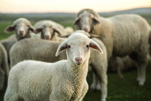 L'EFFET MOUTON : POURQUOI NOUS SUIVONS LA MAJORITÉ MÊME QUAND ELLE A TORT 2 L'effet mouton