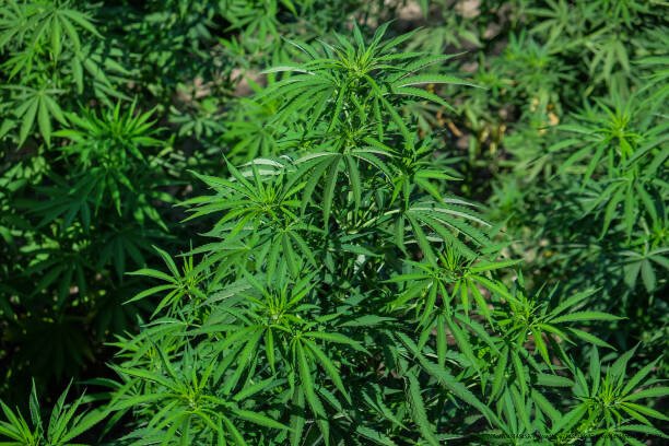L'EXPANSION MONDIALE DES RÉSEAUX DE DROGUE AFRICAINS 4 Close up hemp plant growing in the farm