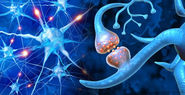 LA NEUROPLASTICITÉ : UNE RÉVOLUTION DANS LA COMPRÉHENSION DU CERVEAU 1 neuroplasticité