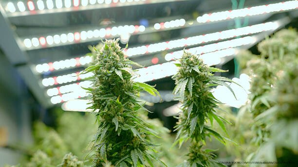 L'IMPACT ÉCONOMIQUE DE LA LÉGALISATION DU CANNABIS SUR LE MARCHÉ NOIR 5 marijuana growing inside of a grow room
