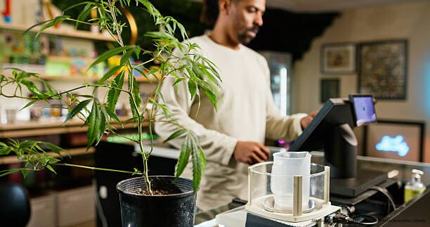L'IMPACT ÉCONOMIQUE DE LA LÉGALISATION DU CANNABIS SUR LE MARCHÉ NOIR 3 Risques et inconvénients