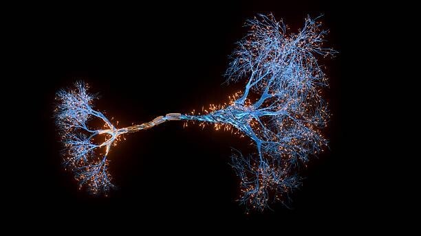LES MÉCANISMES DE L’APPRENTISSAGE CÉRÉBRAL : DÉCOUVERTES EN NEUROSCIENCES POUR LES ENSEIGNANTS 🔥