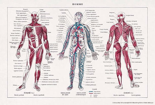 SURVIVRE SANS NOURRITURE NI EAU : LES TÉMOIGNAGES FASCINANTS 3 Vintage illustration about the human body from a French dictionary.