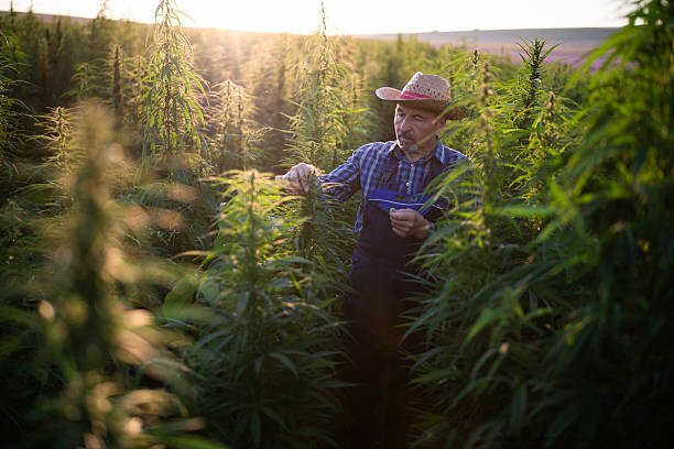 L'IMPACT ÉCONOMIQUE DE LA LÉGALISATION DU CANNABIS SUR LE MARCHÉ NOIR 6 quel futur pour le cannabis