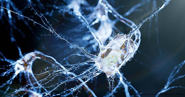LA NEUROPLASTICITÉ : UNE RÉVOLUTION DANS LA COMPRÉHENSION DU CERVEAU 2 neuroplasticité