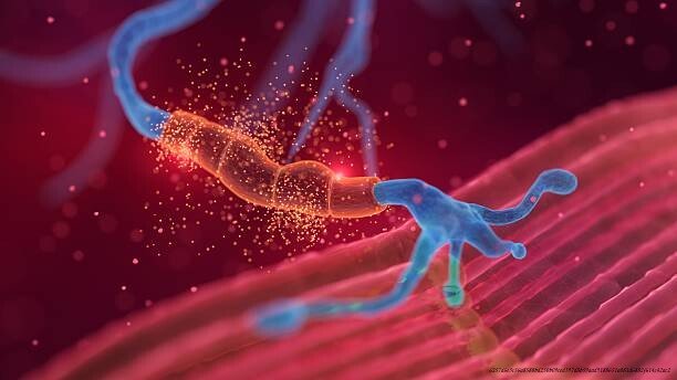 LA NEUROPLASTICITÉ : UNE RÉVOLUTION DANS LA COMPRÉHENSION DU CERVEAU 4 Le rôle des émotions dans la neuroplasticité