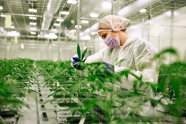 L'impact économique de la légalisation