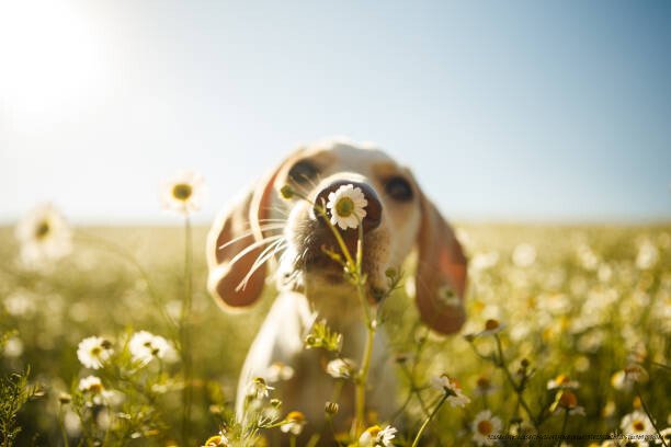 LES SENS EXCEPTIONNELS DES ANIMAUX : CE QUE L’HOMME NE PEUT PAS PERCEVOIR