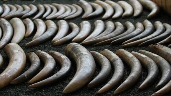 L'IMPACT DÉVASTATEUR DU TRAFIC D'IVOIRE ET DE CORNES DE RHINOCÉROS SUR LA FAUNE AFRICAINE 3 Conséquences écologiques