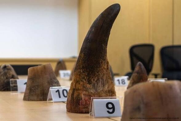 L'IMPACT DÉVASTATEUR DU TRAFIC D'IVOIRE ET DE CORNES DE RHINOCÉROS SUR LA FAUNE AFRICAINE 6 l'avenir de la faune africaine