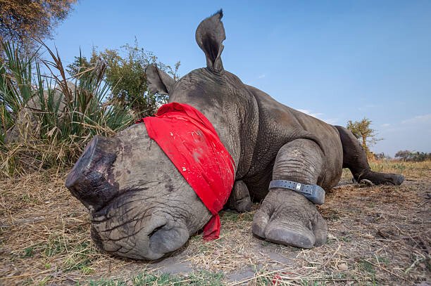 LE COMMERCE ILLÉGAL DE LA FAUNE SAUVAGE : UNE INDUSTRIE CRIMINELLE LUCRATIVE 🔥