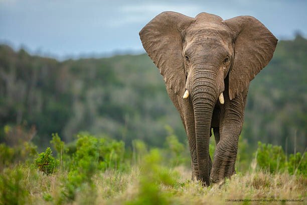 L'IMPACT DÉVASTATEUR DU TRAFIC D'IVOIRE ET DE CORNES DE RHINOCÉROS SUR LA FAUNE AFRICAINE 4 Les efforts de conservation